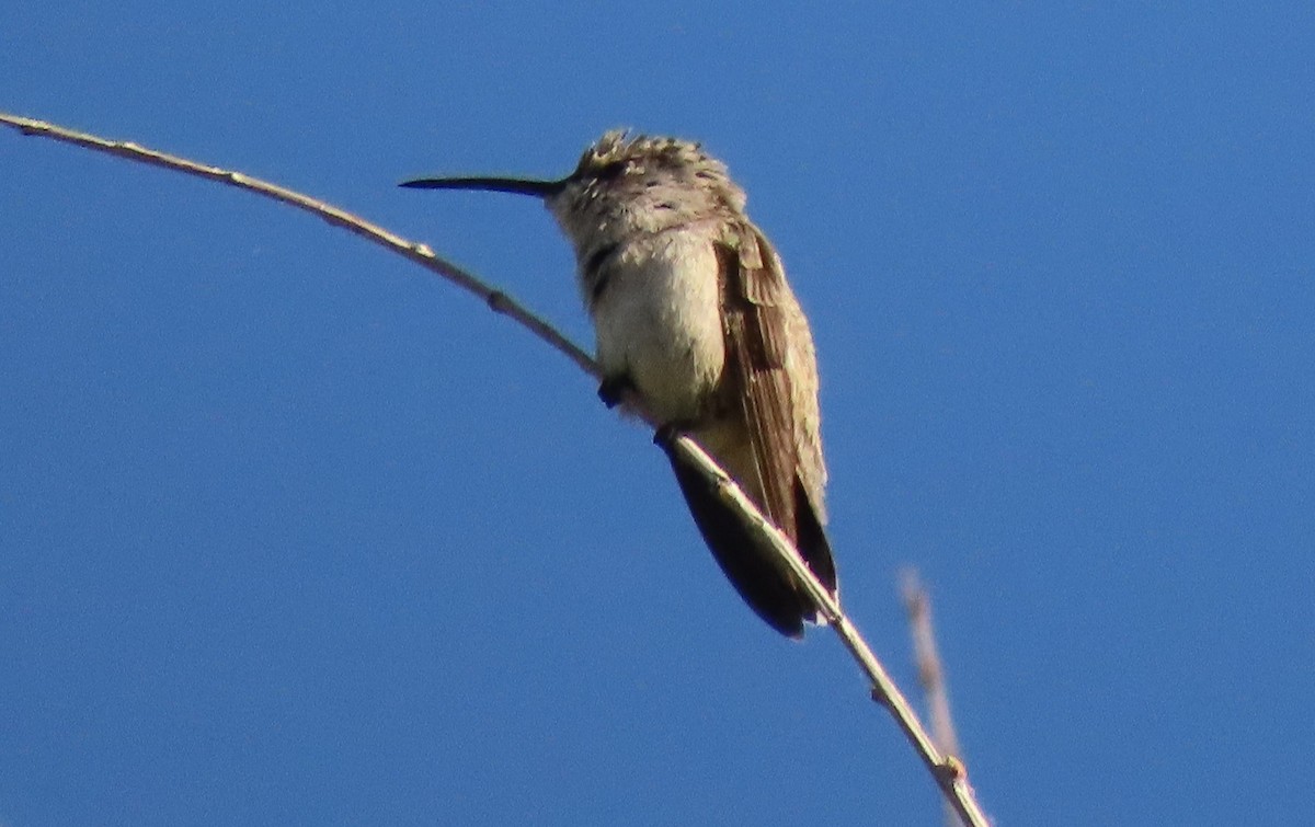 Costa's Hummingbird - Mark Stevenson