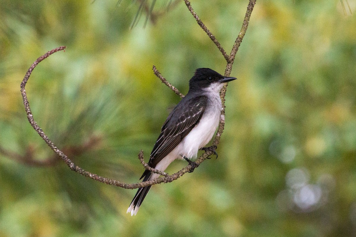 Eastern Kingbird - ML584371341