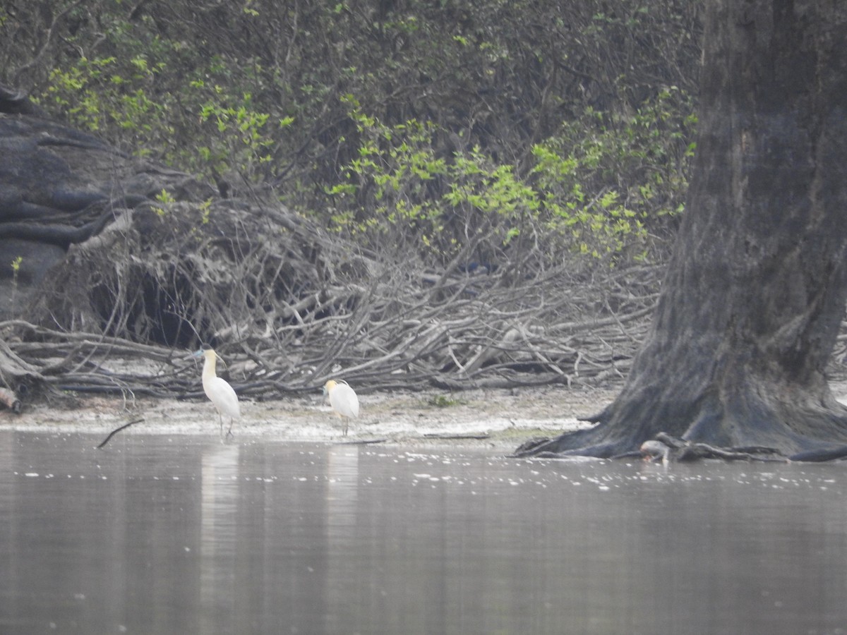 Capped Heron - Michelle Bélanger