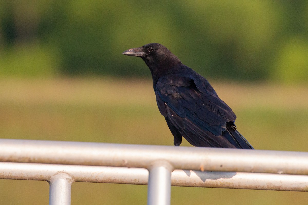 American Crow - ML584371581
