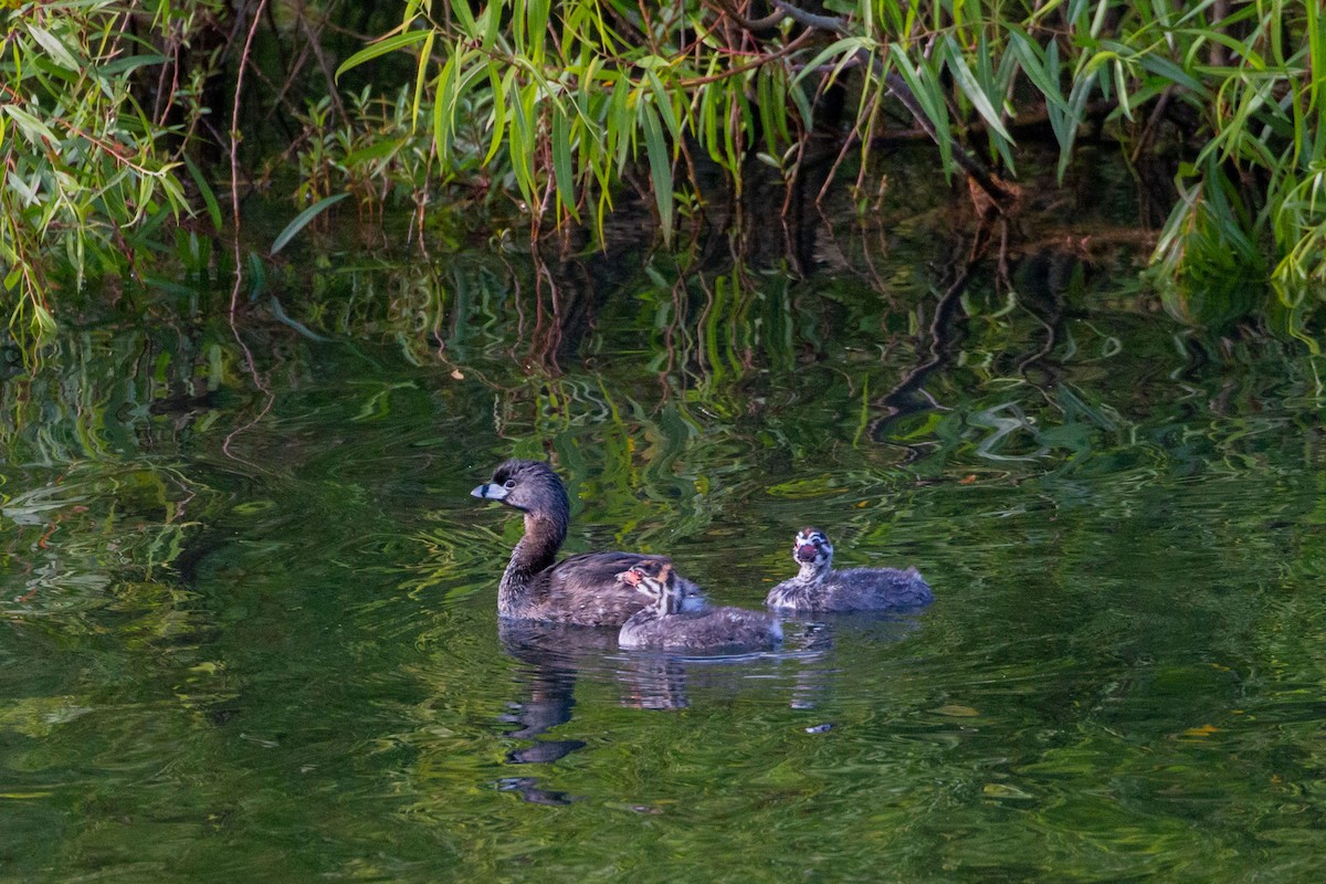 Pied-billed Grebe - Steve Metchis