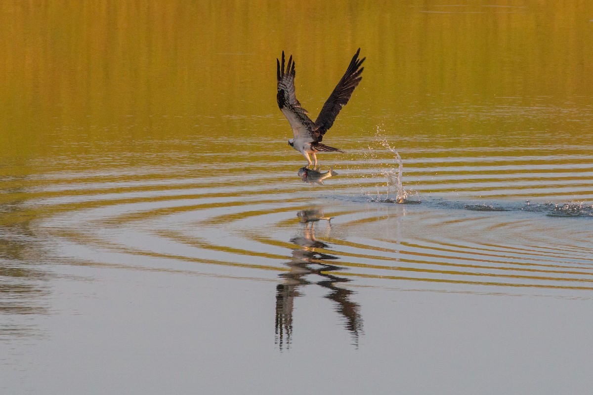 Osprey - ML584371801