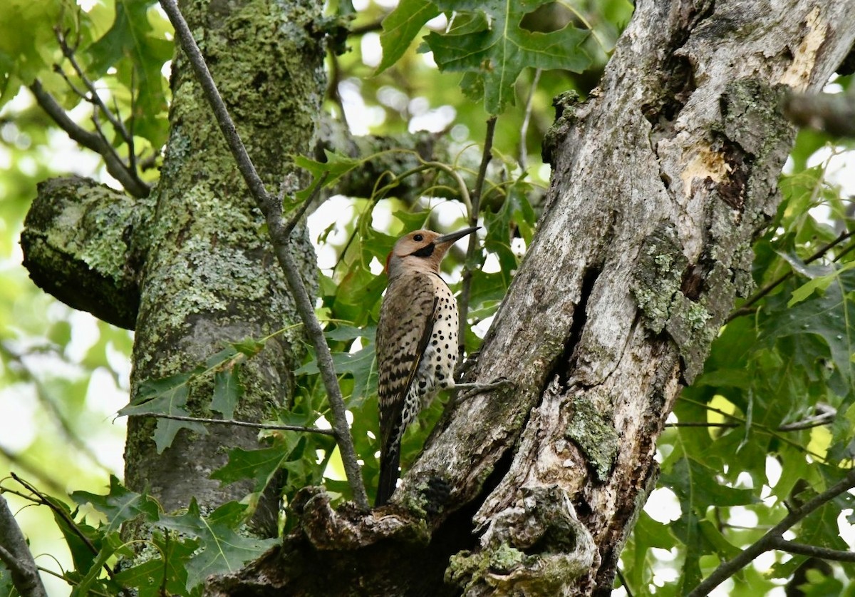 Northern Flicker - ML584372171