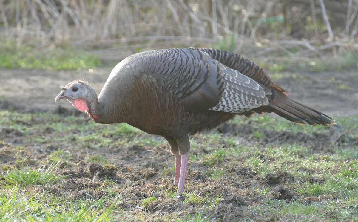 Wild Turkey - Gordon Saunders