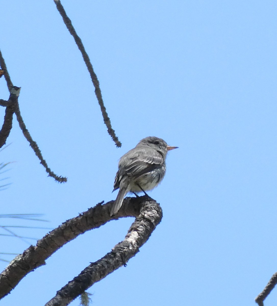 Gray Flycatcher - ML584372551