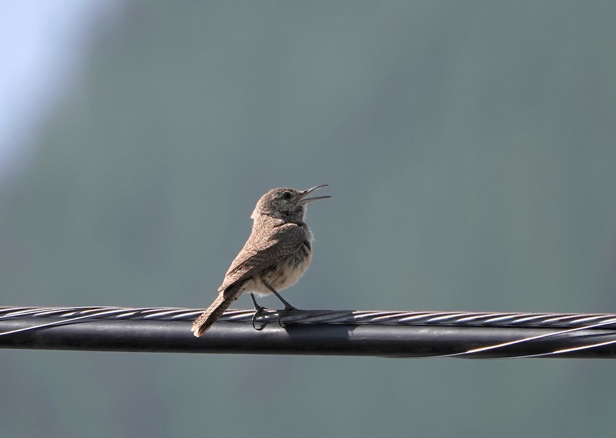 Rock Wren - ML584372601