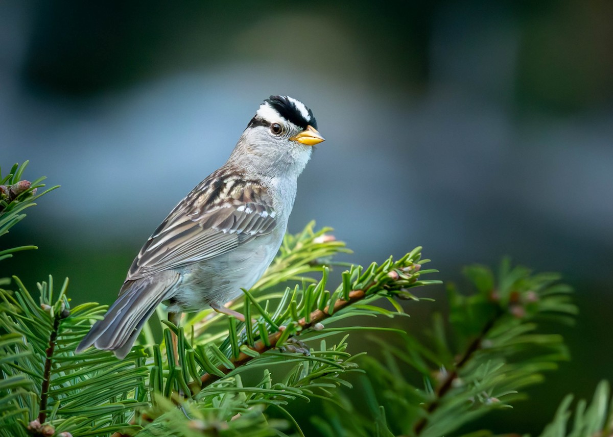 White-crowned Sparrow - ML584372941