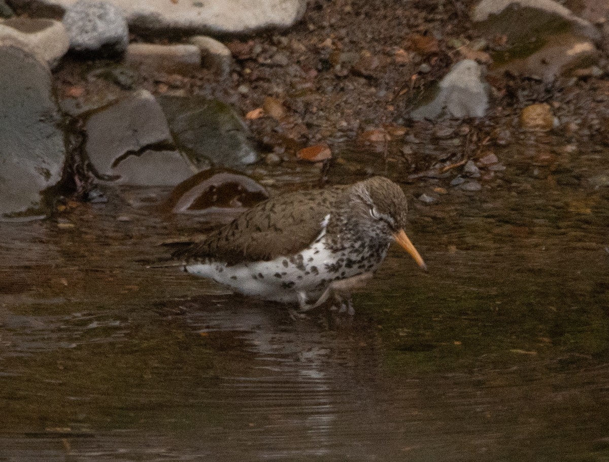 Spotted Sandpiper - ML584373841