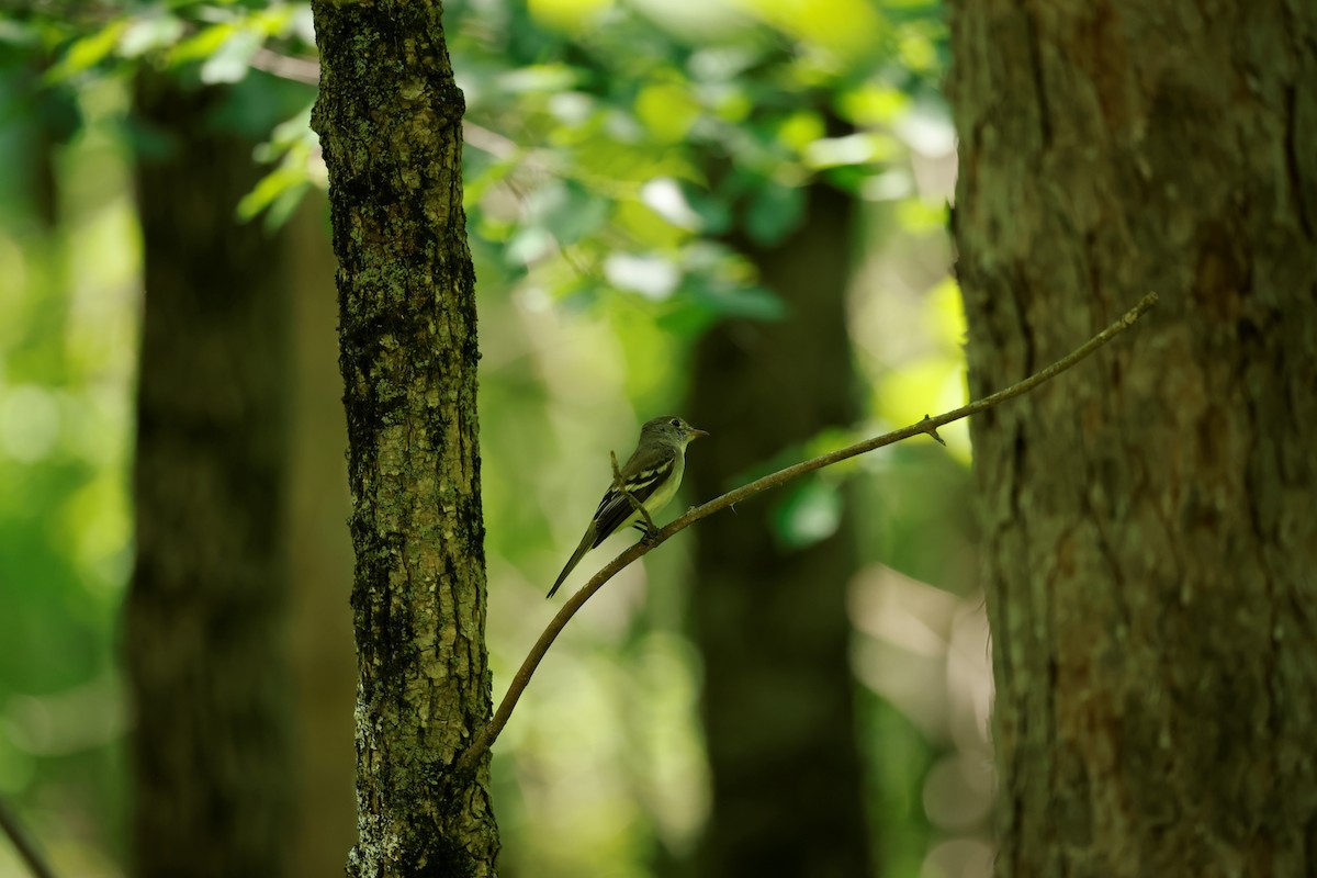 Least Flycatcher - ML584374091