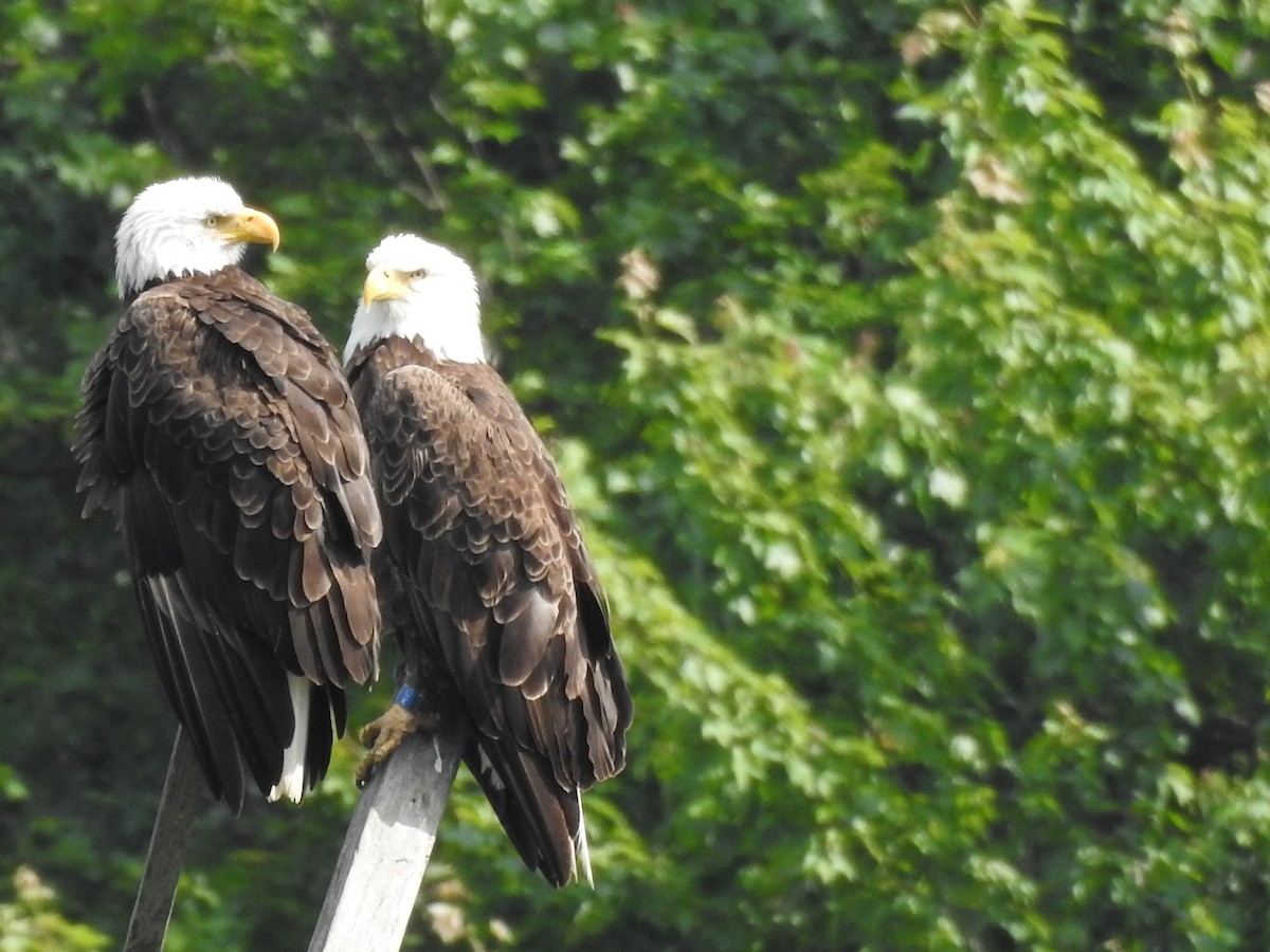 Bald Eagle - ML584374561