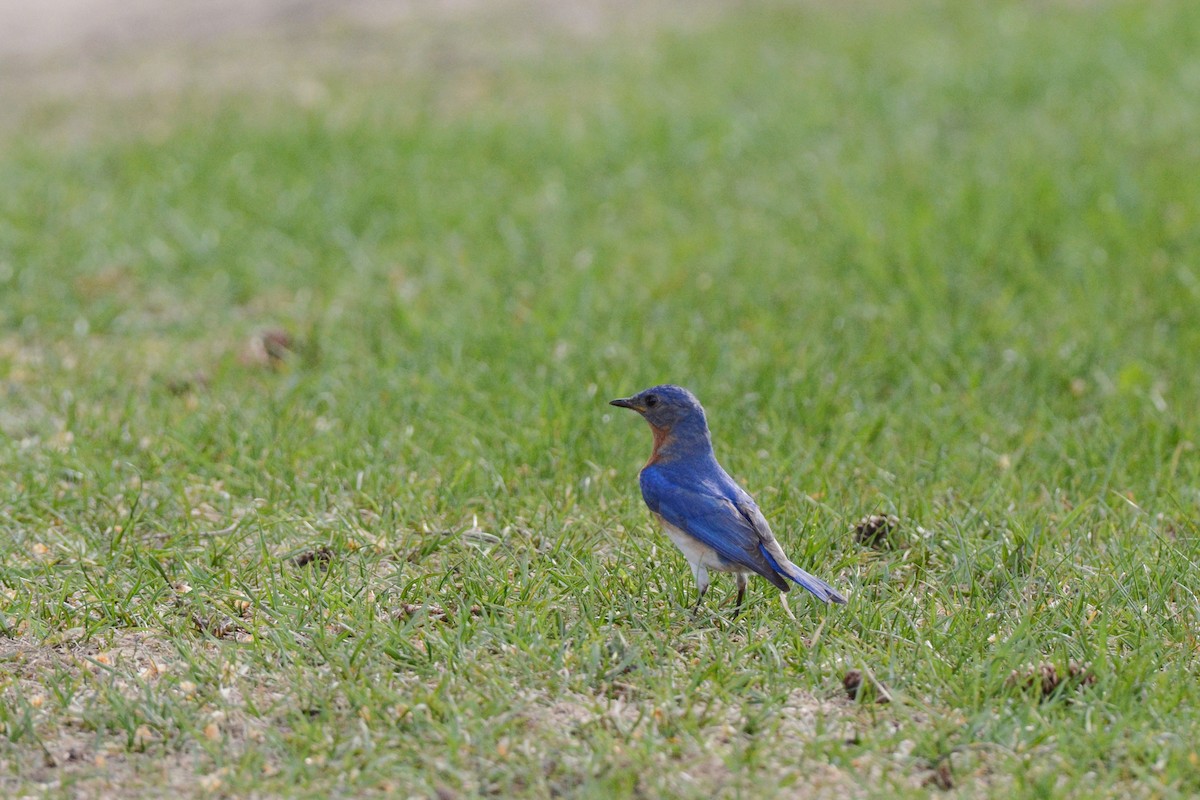 Eastern Bluebird - ML58437521