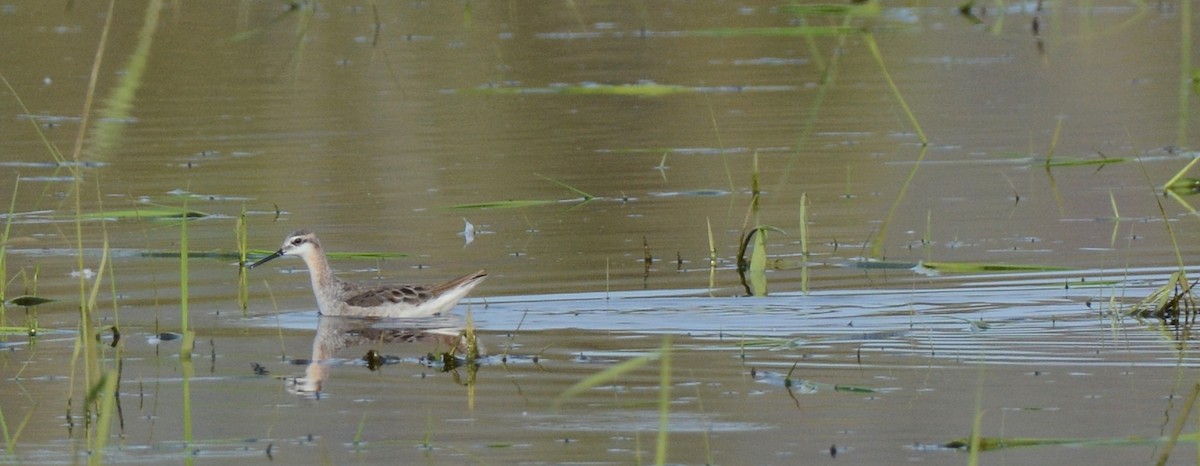 Falaropo Tricolor - ML58437561