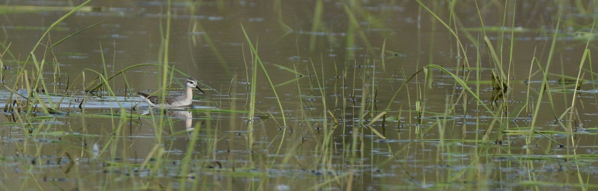 Wilson's Phalarope - ML58437581