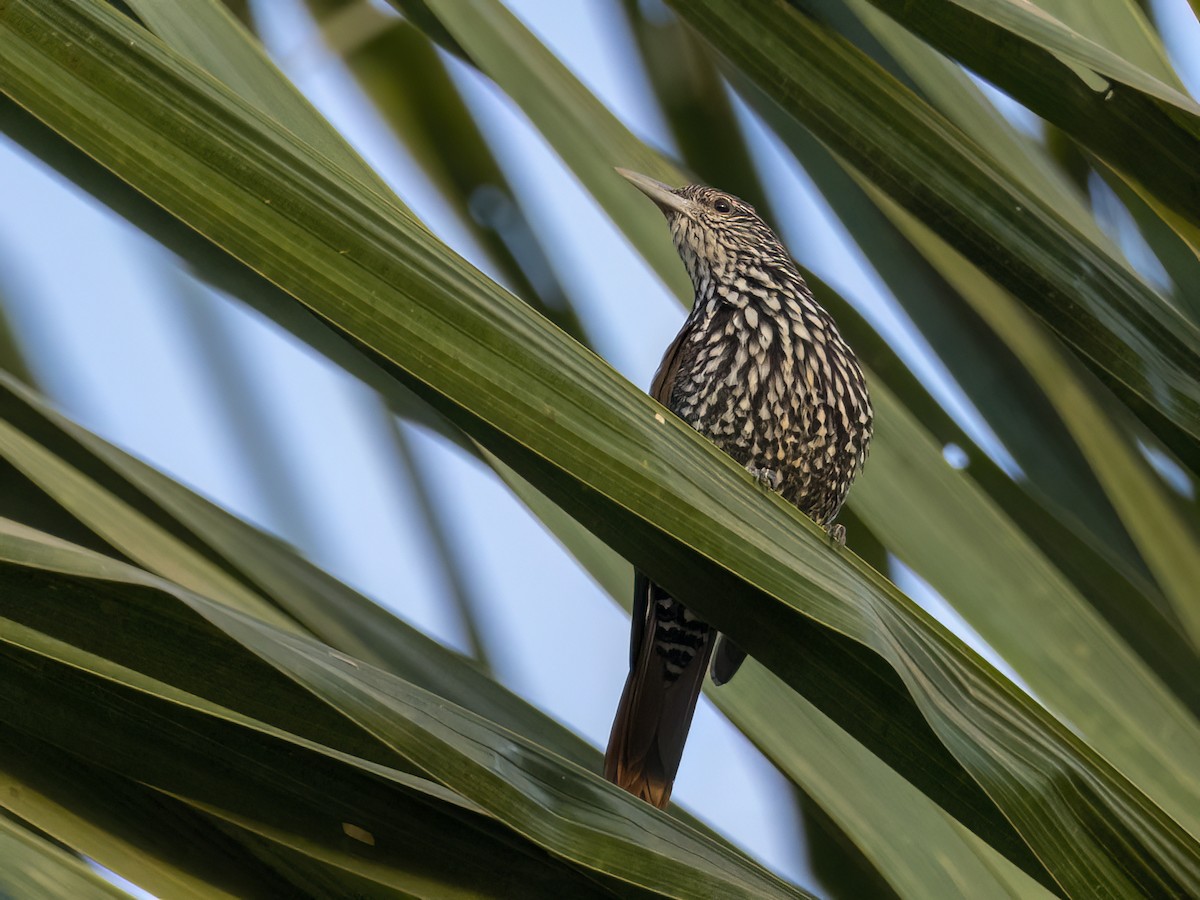 Point-tailed Palmcreeper - ML584376031