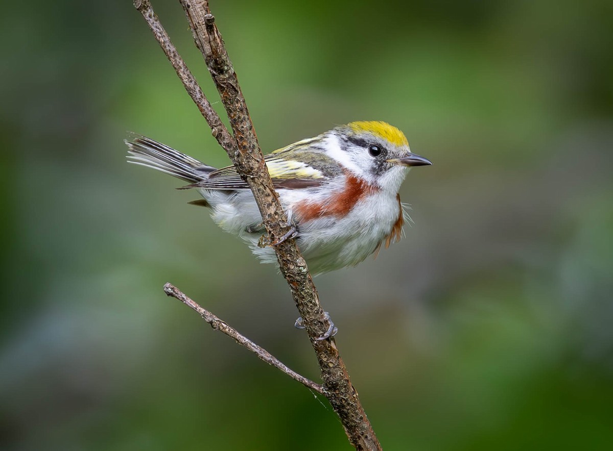 Chestnut-sided Warbler - Kirk Gardner