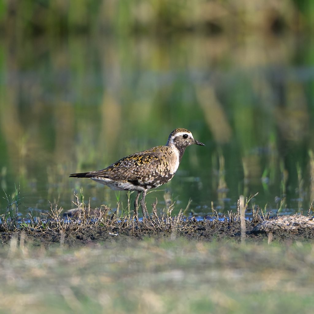 American Golden-Plover - Greg Wagner