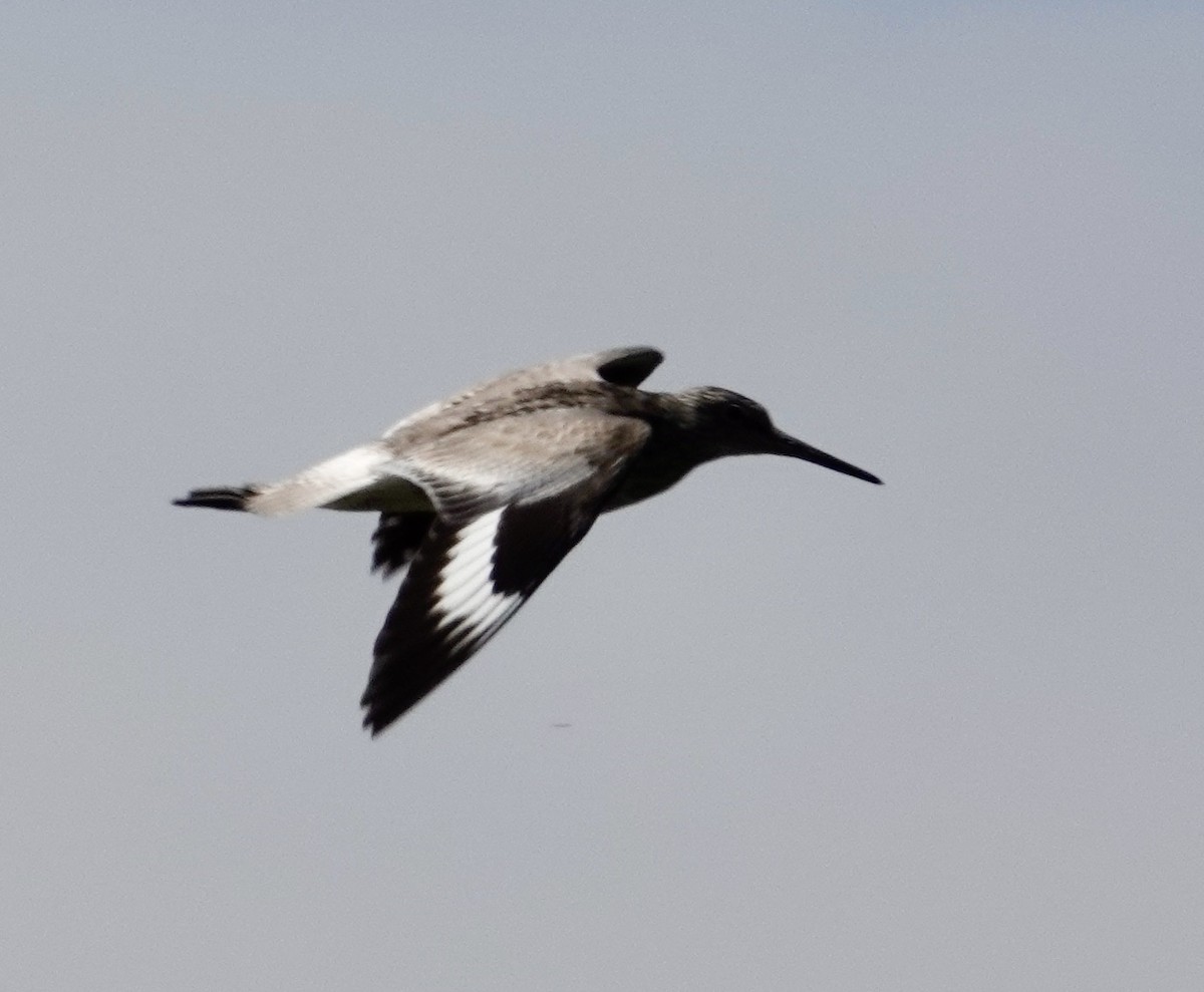 Willet - Jill Punches