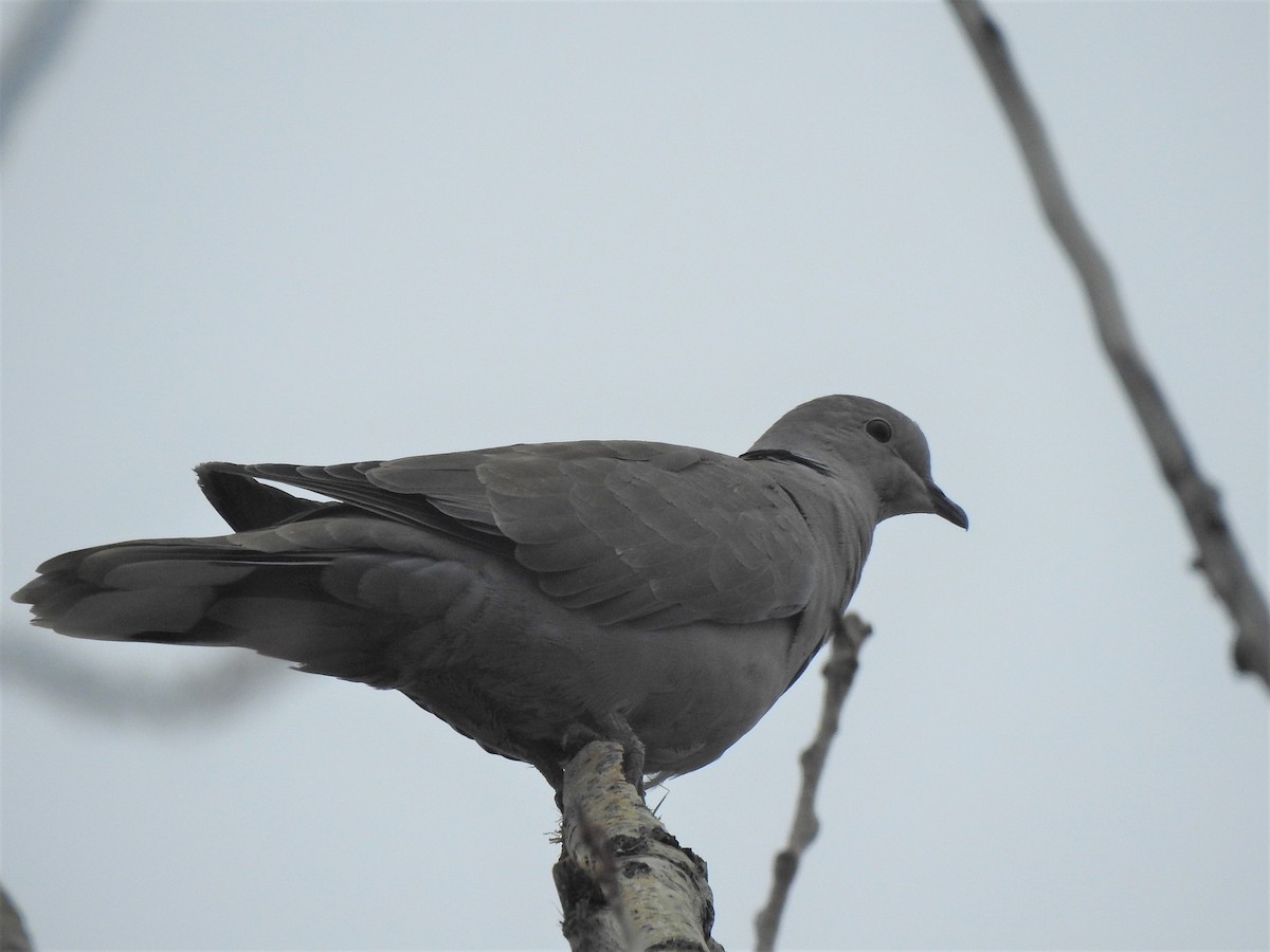 Буулгат хүүрзгэнэ - ML584377411