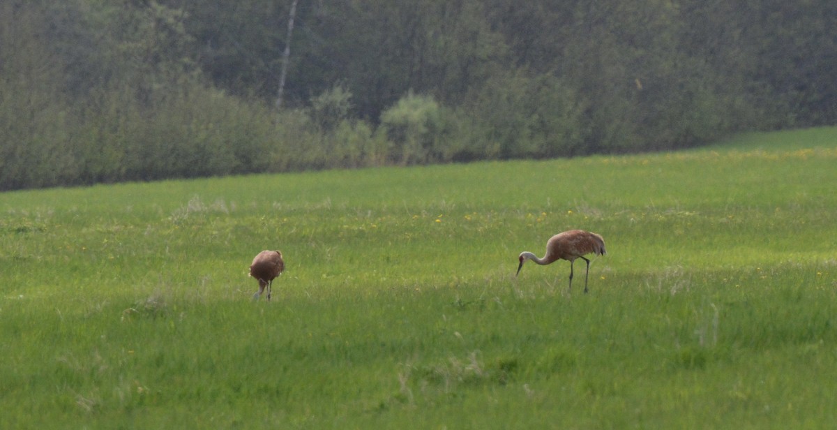 Sandhill Crane - ML58437751