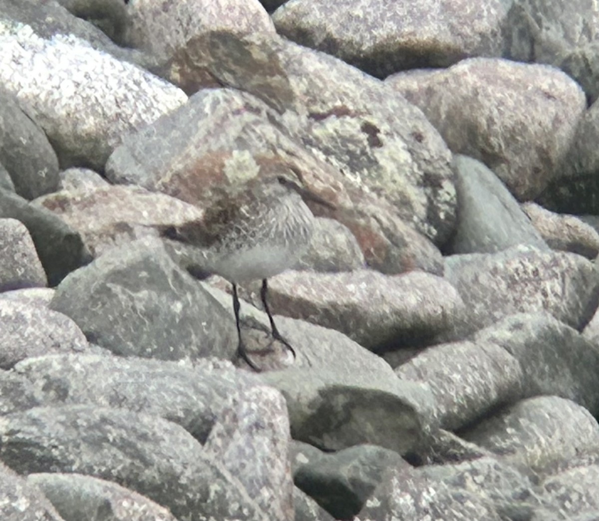 White-rumped Sandpiper - Jonathan Fréchette