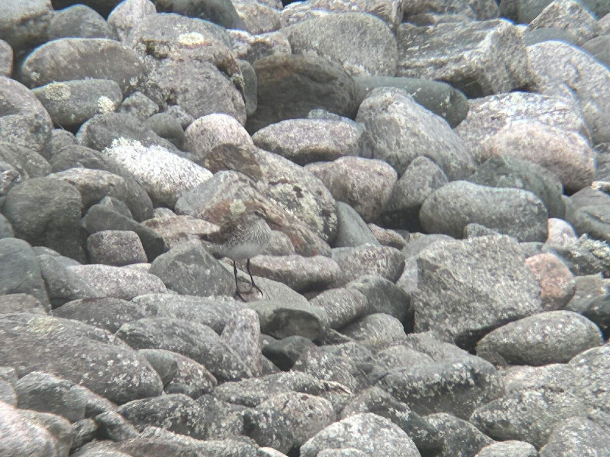 White-rumped Sandpiper - ML584379951