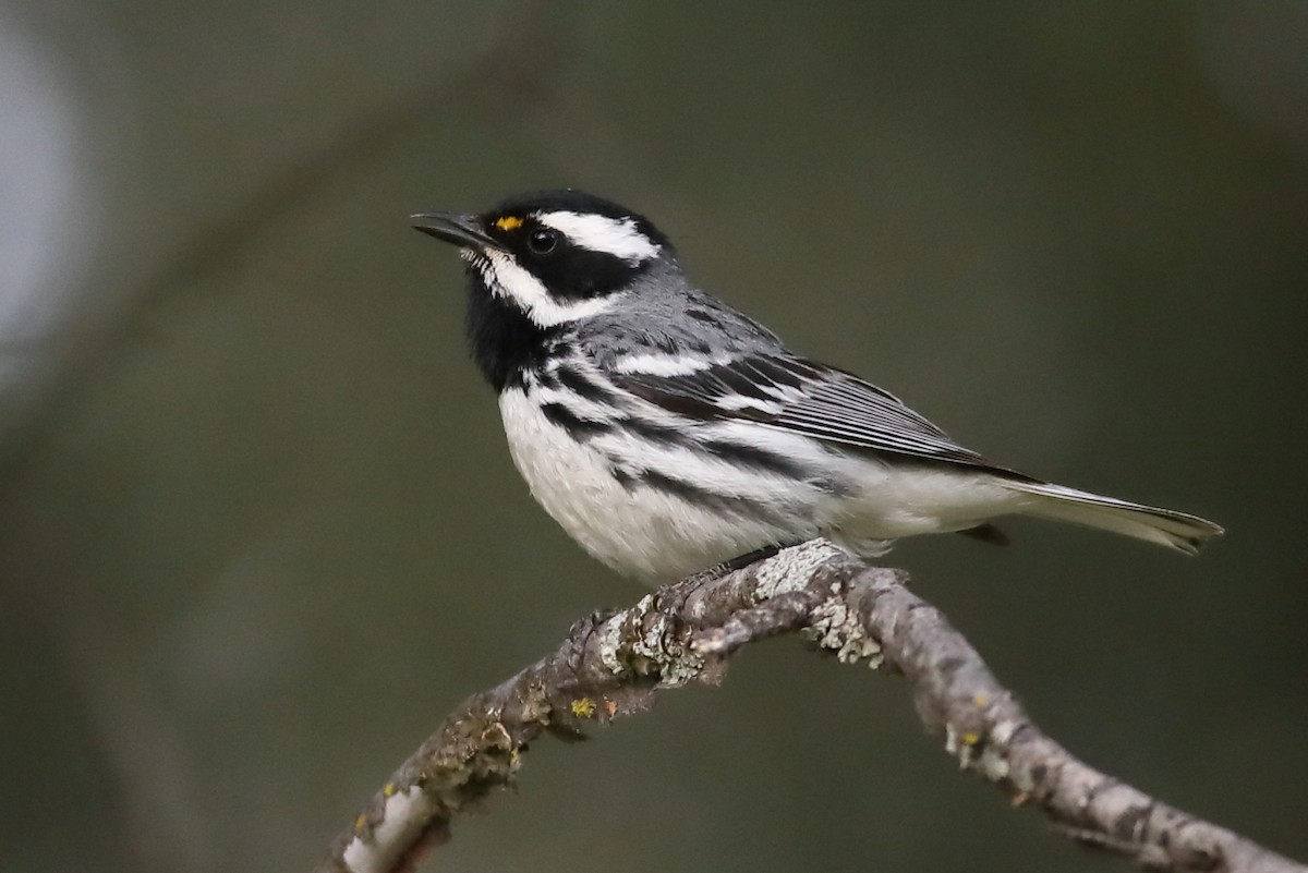 Black-throated Gray Warbler - Graham Montgomery