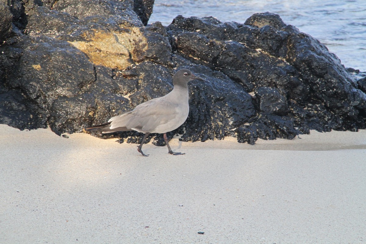 Gaviota Fuliginosa - ML58440031