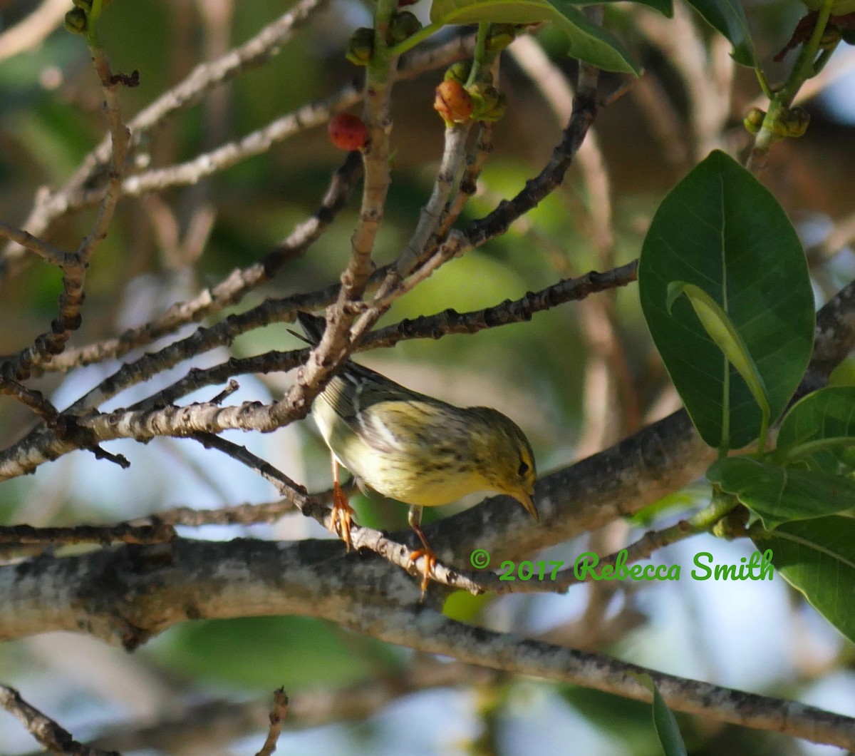 Blackpoll Warbler - ML58440551