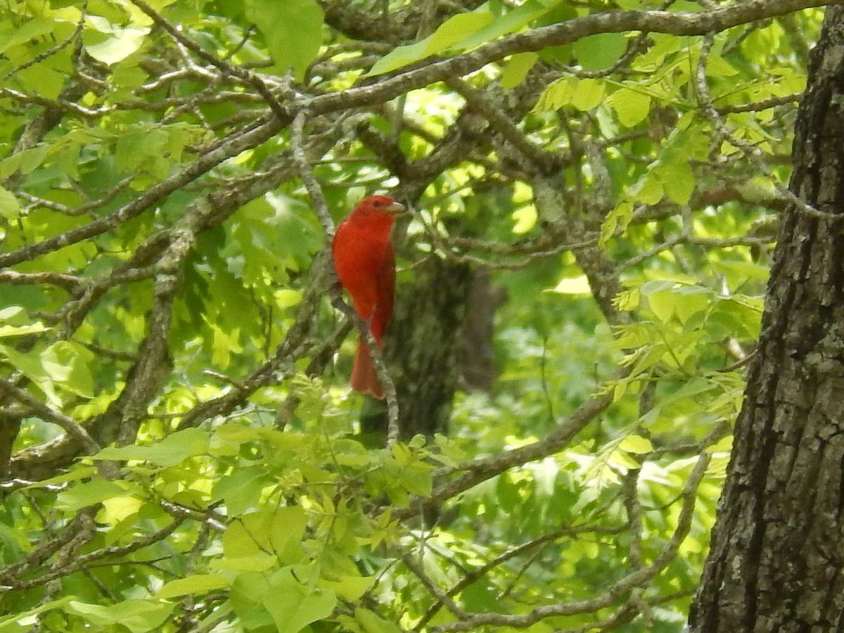 Summer Tanager - ML58440861