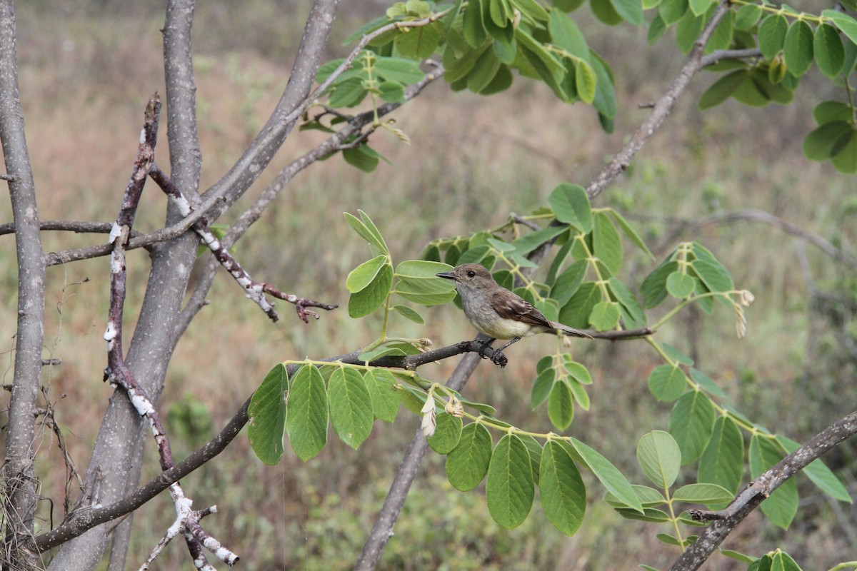 Copetón de Galápagos - ML58440901