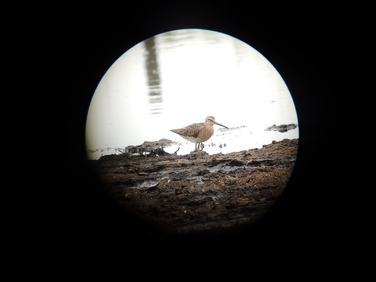 Short-billed Dowitcher - ML58442881