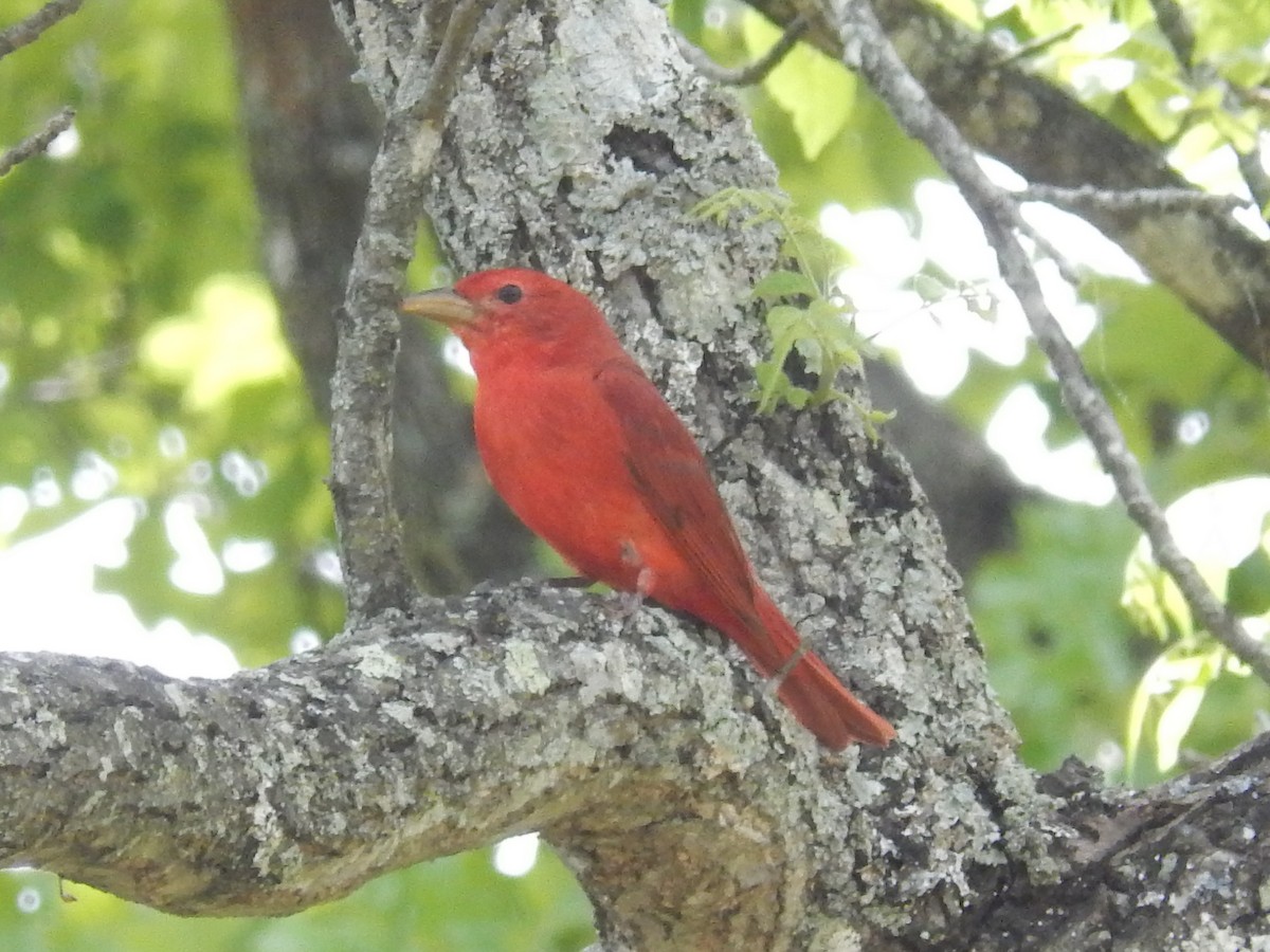 Summer Tanager - ML58442931