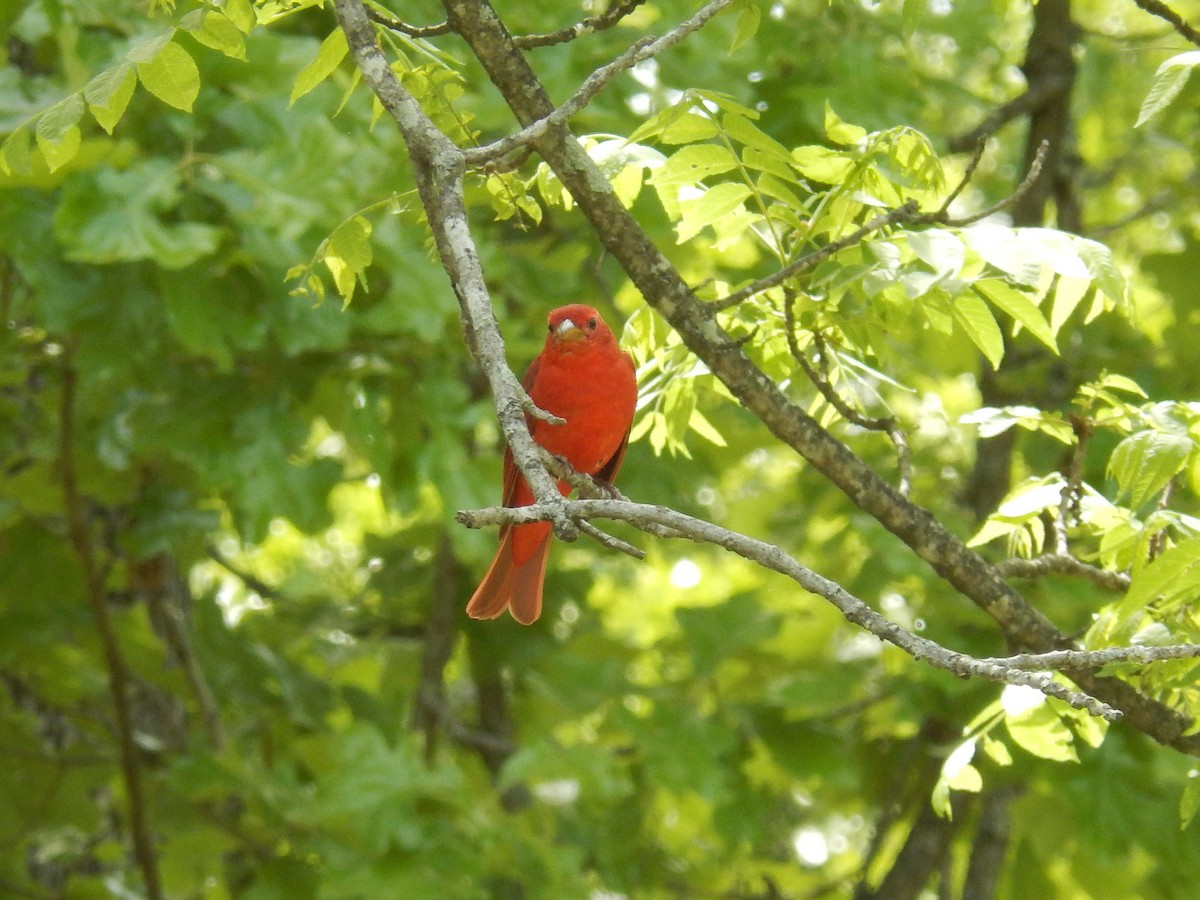 Summer Tanager - ML58442941