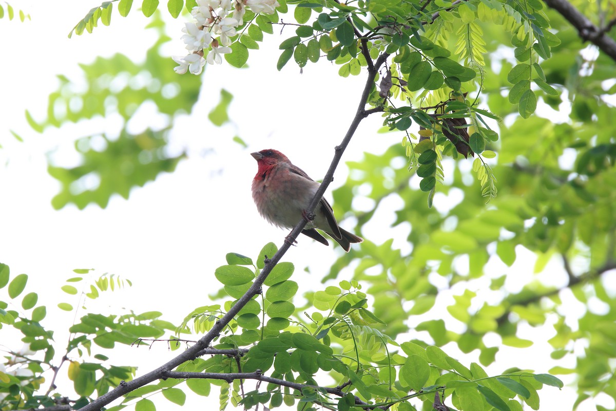 hýl rudý - ML584434151