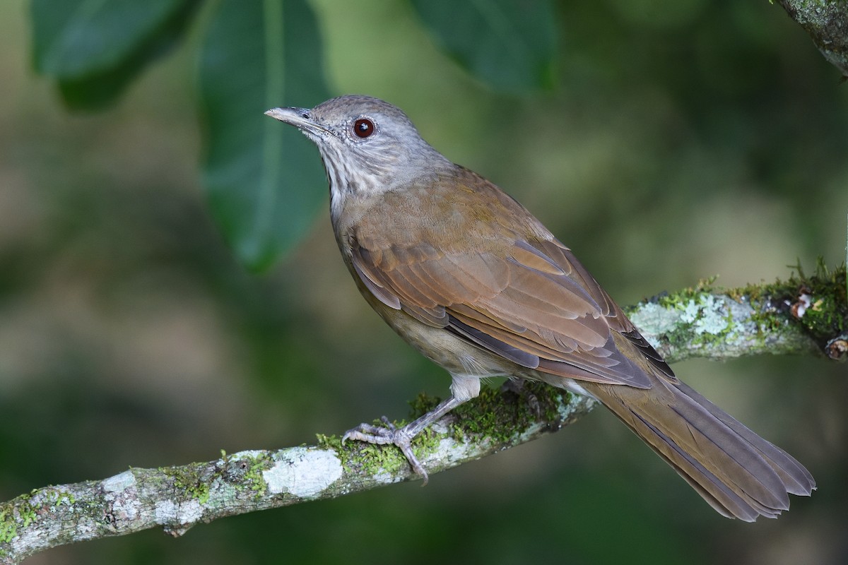 Pale-breasted Thrush - Guilherme  Willrich