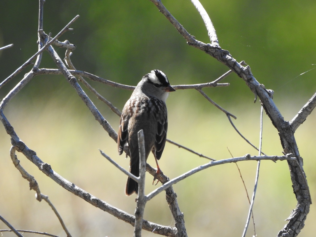 White-crowned Sparrow - Jason Gregg