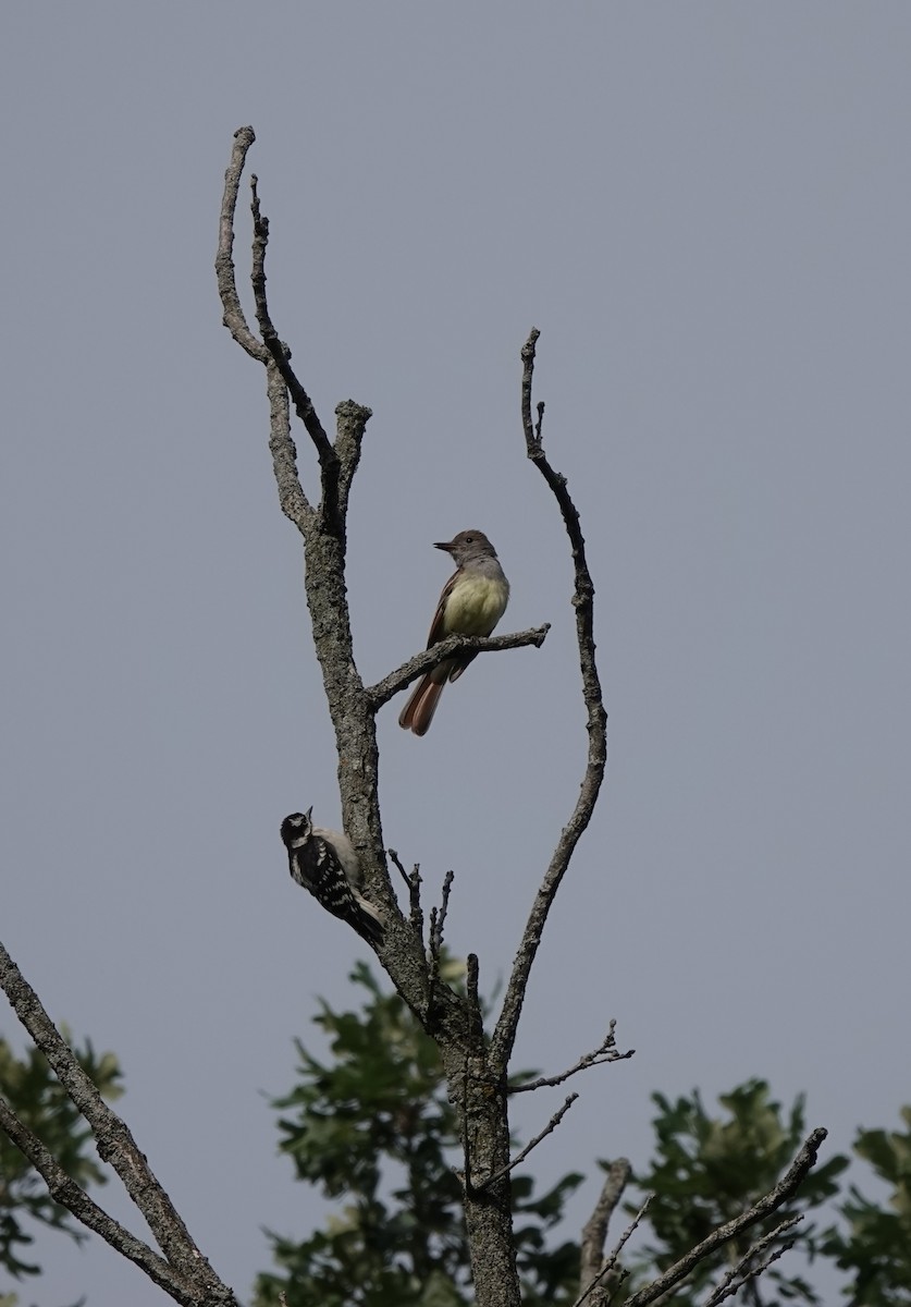 Great Crested Flycatcher - ML584435211