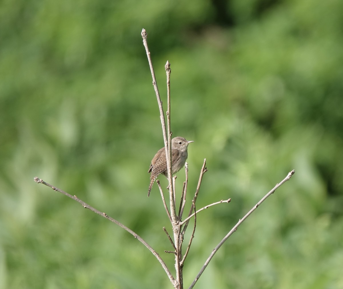 House Wren - ML584435661