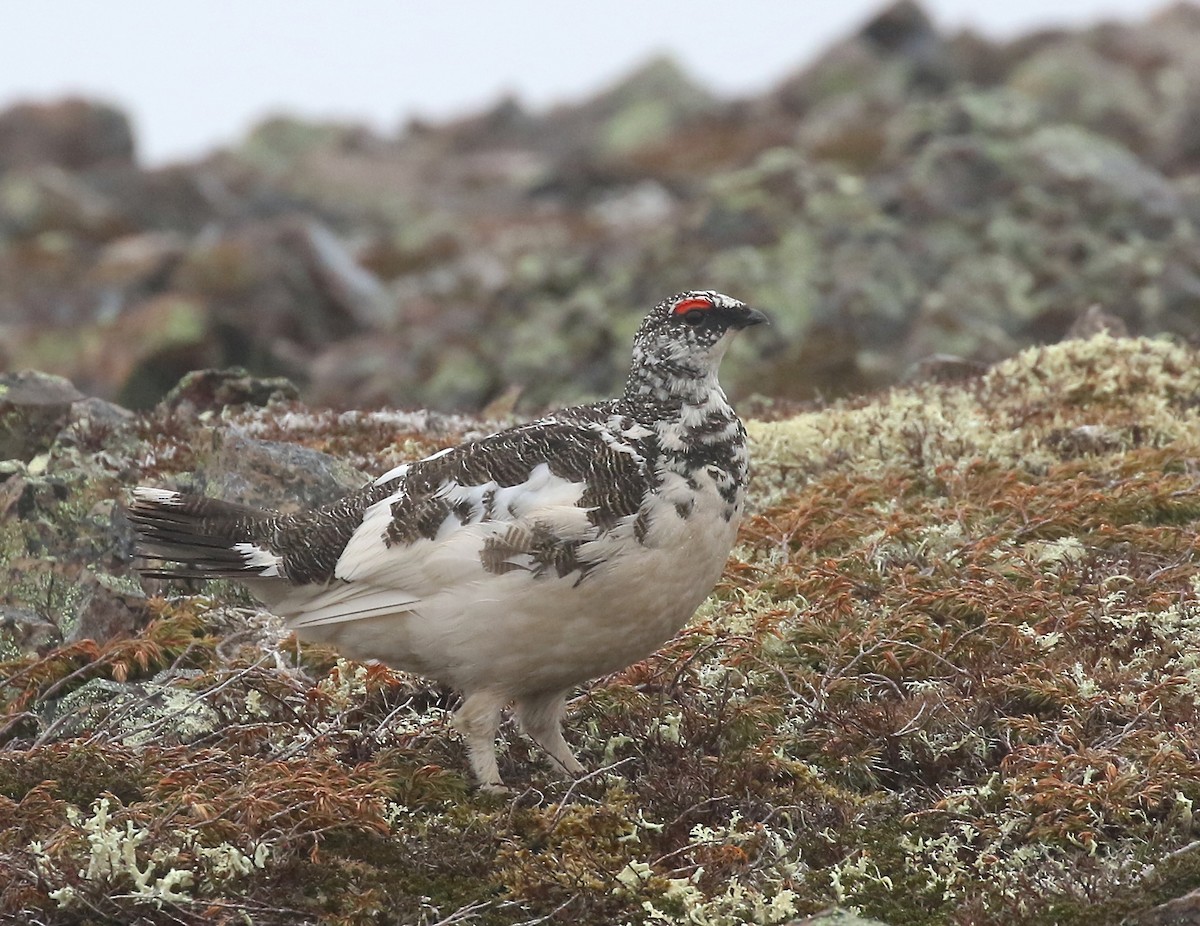 Alpenschneehuhn - ML584435791