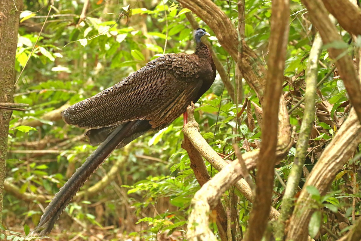 Argus géant - ML584435911