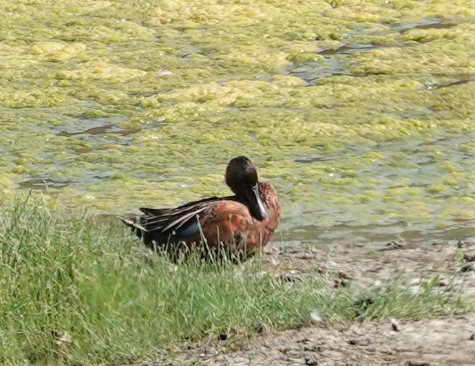 Cinnamon Teal - Diane Stinson