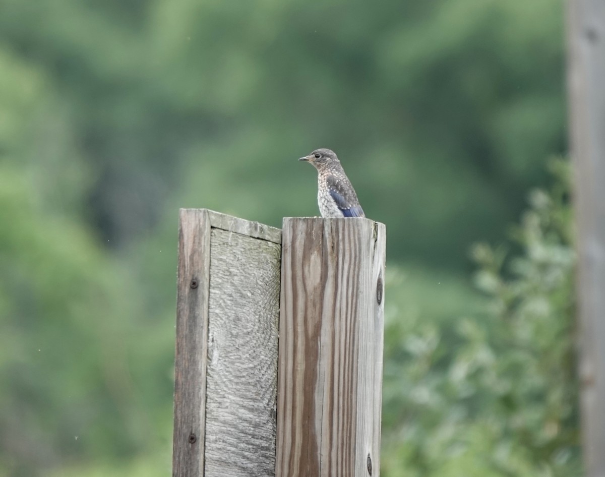 Eastern Bluebird - ML584436121