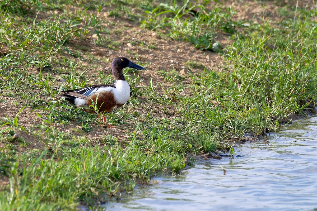 Northern Shoveler - ML584436851