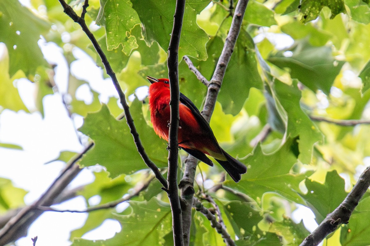 Scarlet Tanager - ML584437491