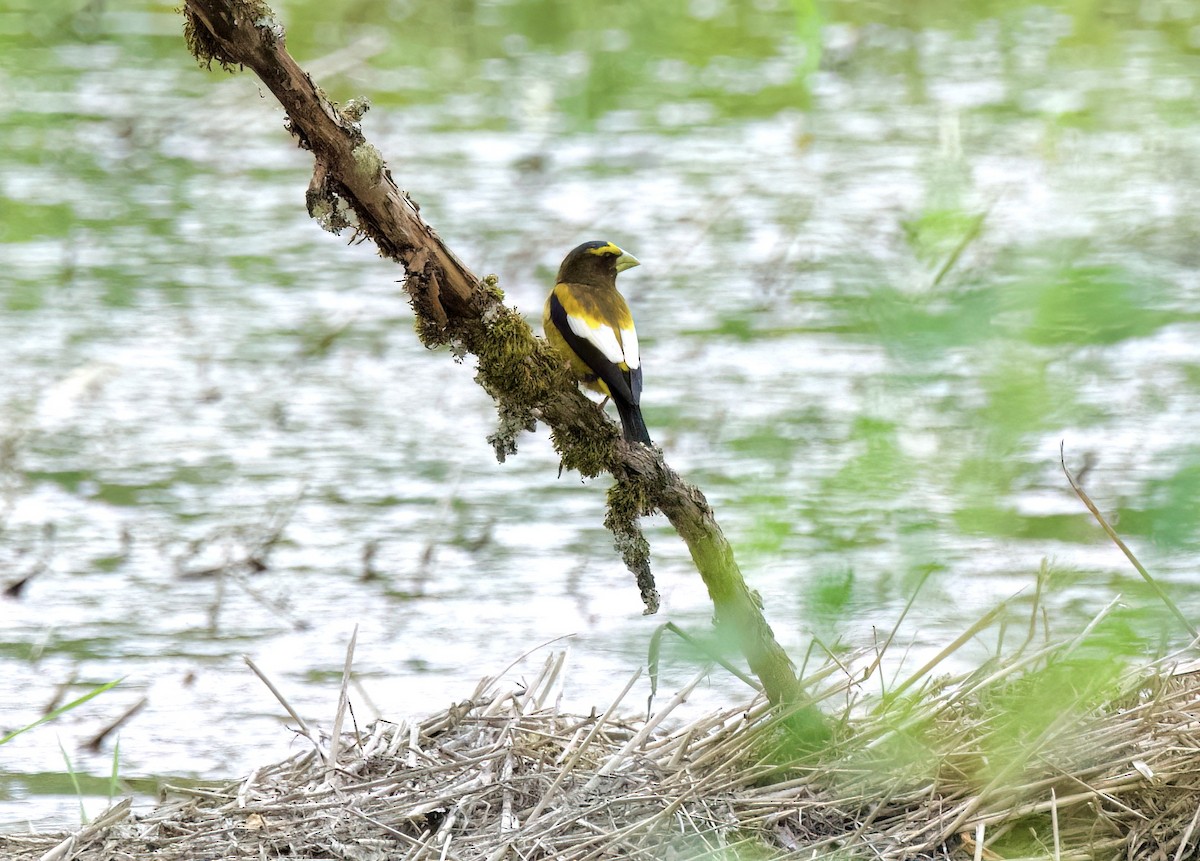 Evening Grosbeak - ML584437501