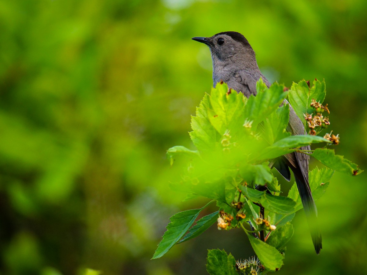 Gray Catbird - ML584439321