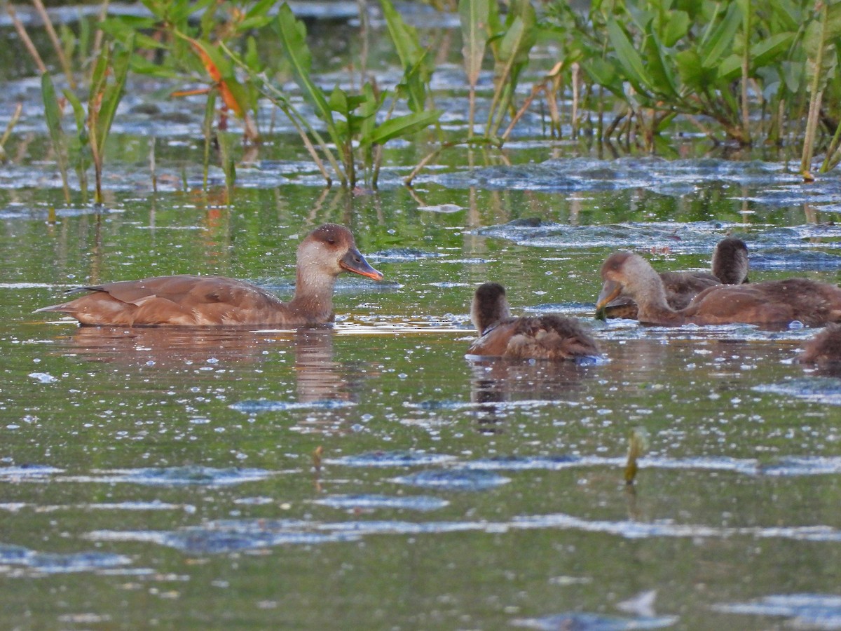 Red-crested Pochard - ML584439531