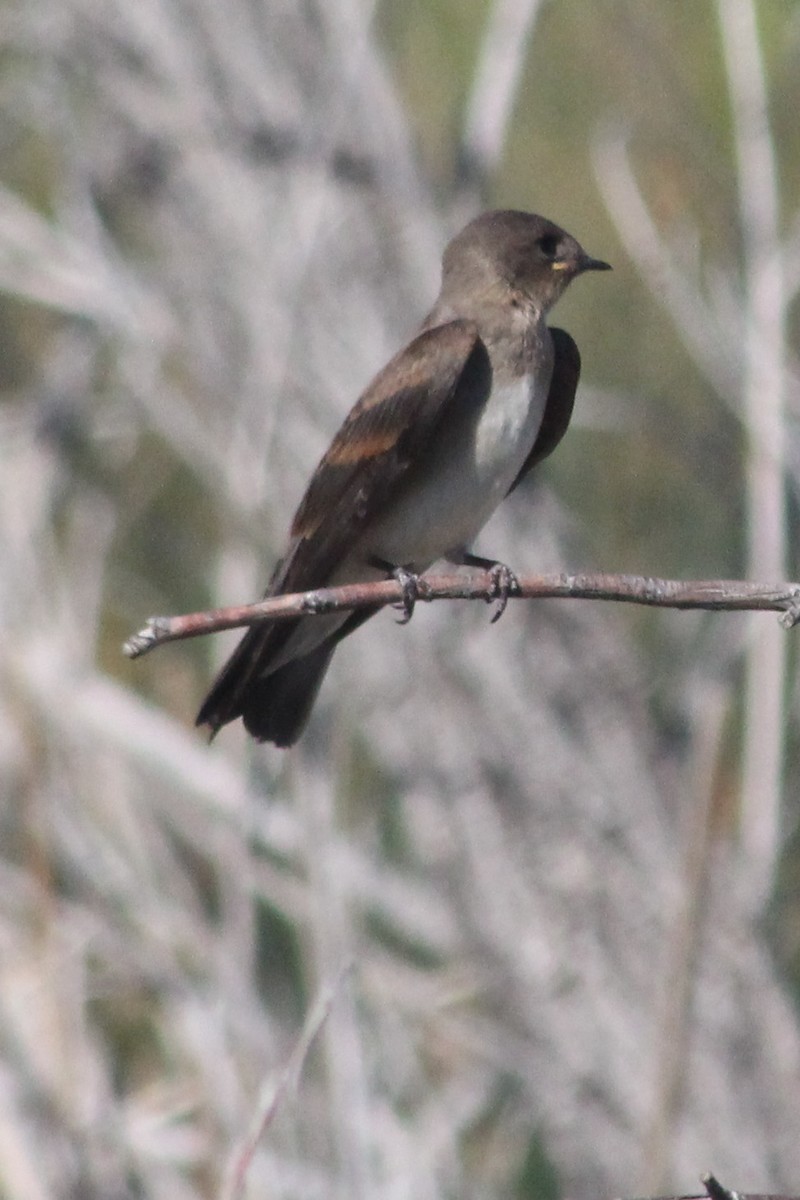 Northern Rough-winged Swallow - ML584439991