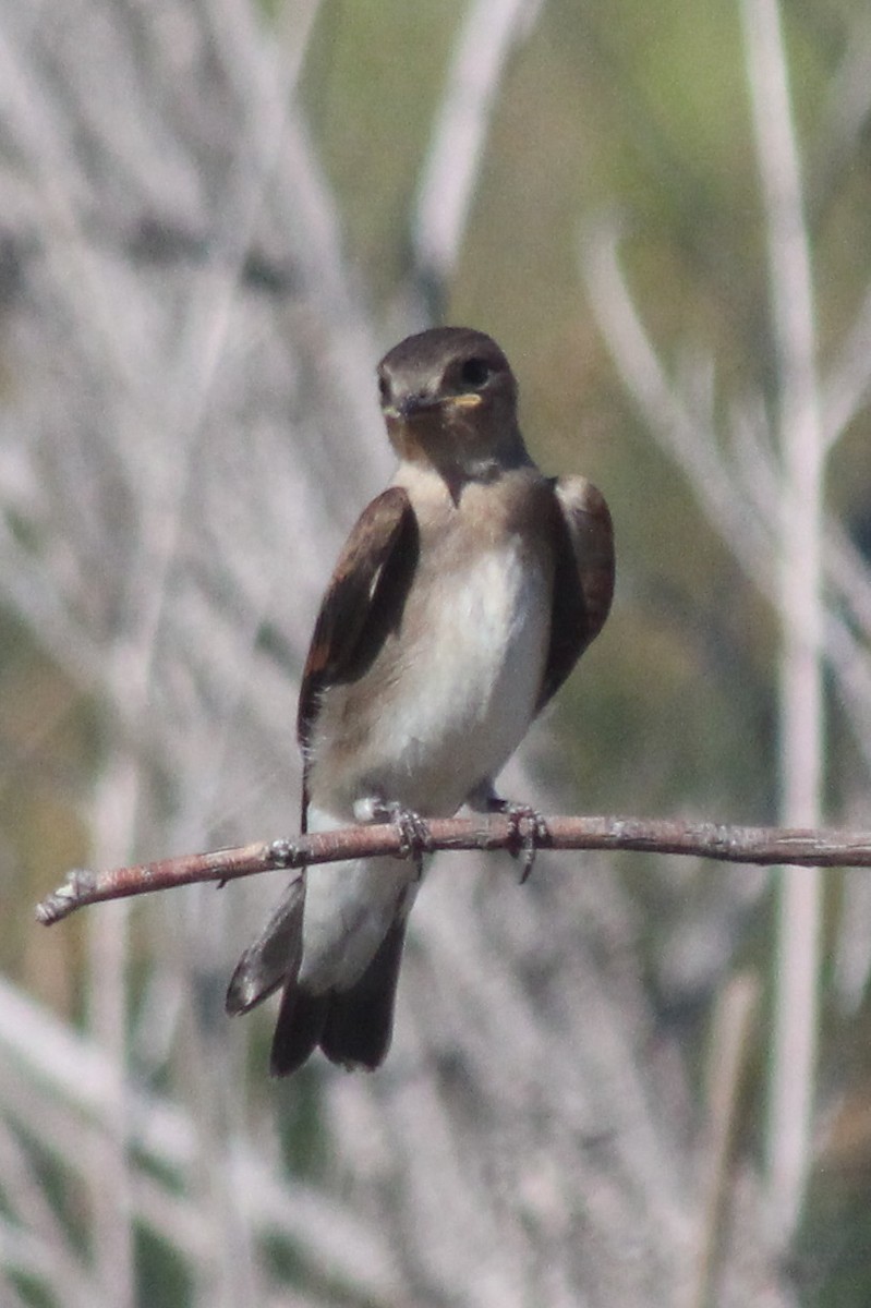 Hirondelle à ailes hérissées - ML584440001