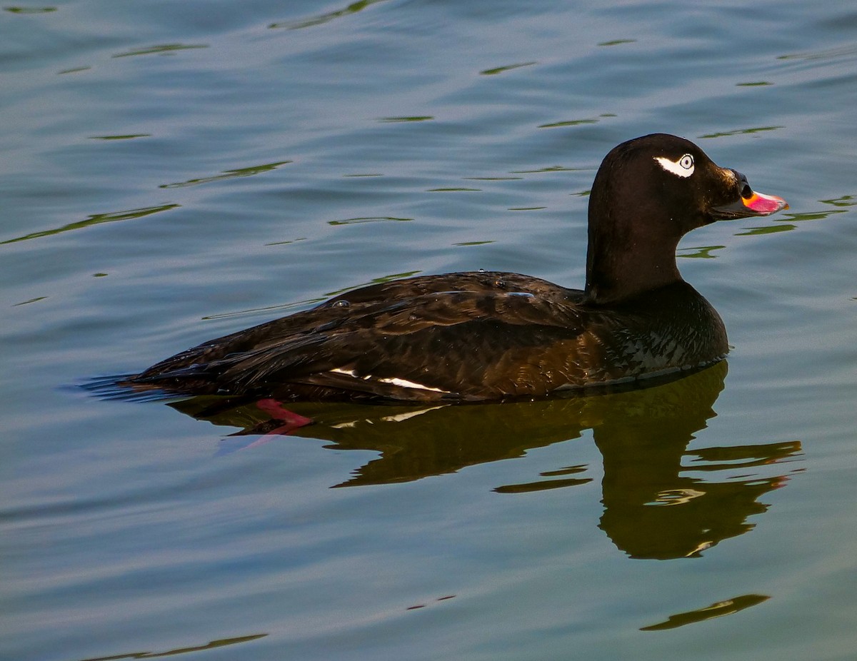 White-winged Scoter - ML584440341